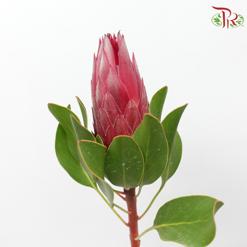 Protea Madiba - (2 Stems)-Pink-Africa-prflorist.com.my