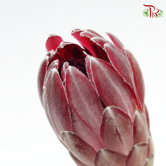 Protea Sharonet/ Sylvia - (2 Stems)-Red-Africa-prflorist.com.my