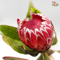 Protea Venus - (2 Stems)-Pink-Africa-prflorist.com.my
