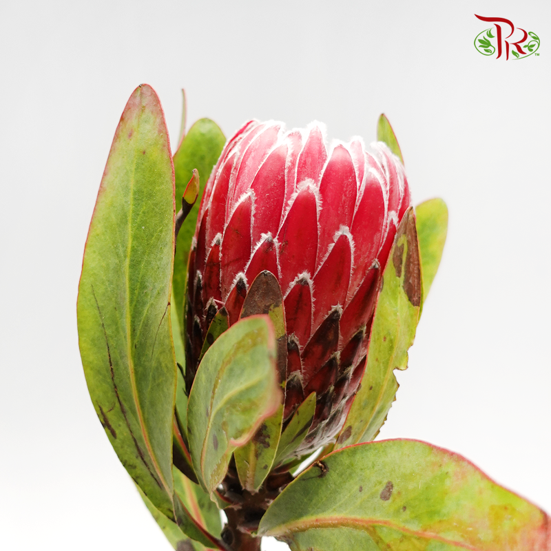 Protea Venus - (2 Stems)-Pink-Africa-prflorist.com.my