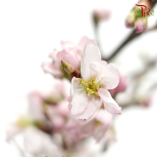 Prunus (5 Stems)-Light Pink-Japan-prflorist.com.my