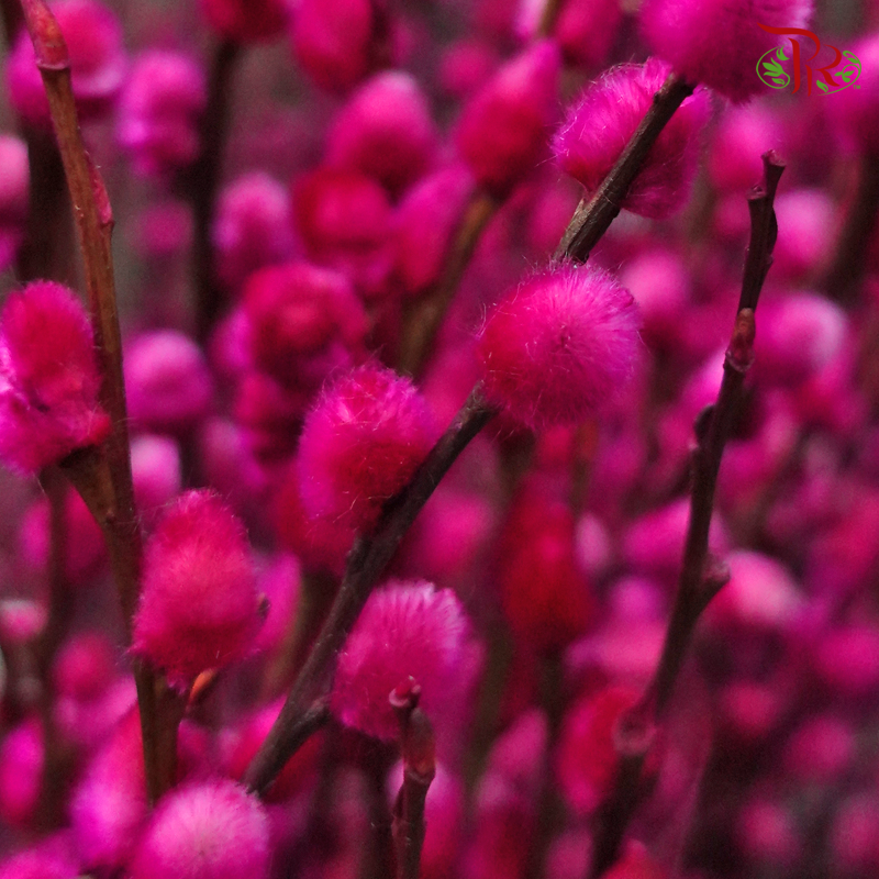 Pussy Willow Single (1.5-2FT)- (10 Stems)-Dark Pink-Pudu Ria Florist-prflorist.com.my