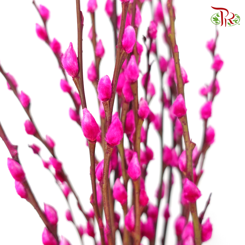 Pussy Willow Single (1.5-2FT)- (10 Stems)-Highlight Pink-Pudu Ria Florist-prflorist.com.my