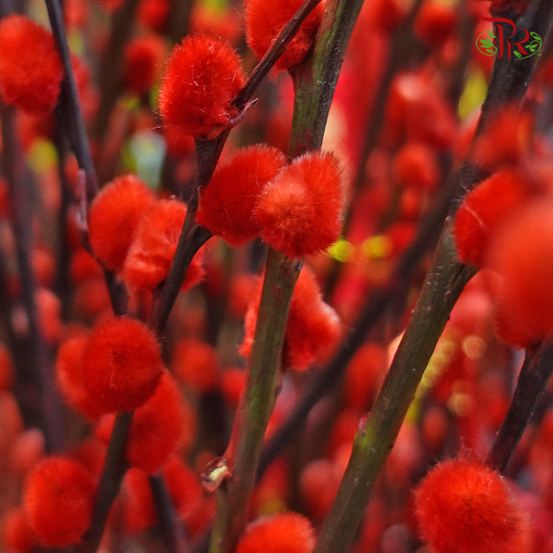 Pussy Willow Single (1.5-2FT)- (10 Stems)-Red-Pudu Ria Florist-prflorist.com.my