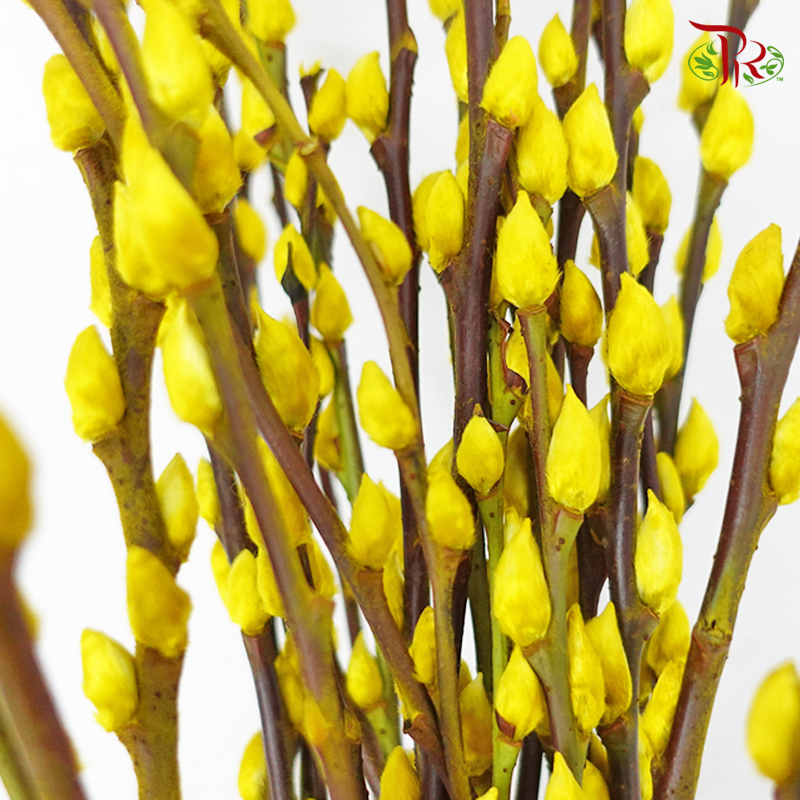 Pussy Willow Single (1.5-2FT)- (10 Stems)-Yellow-Pudu Ria Florist-prflorist.com.my