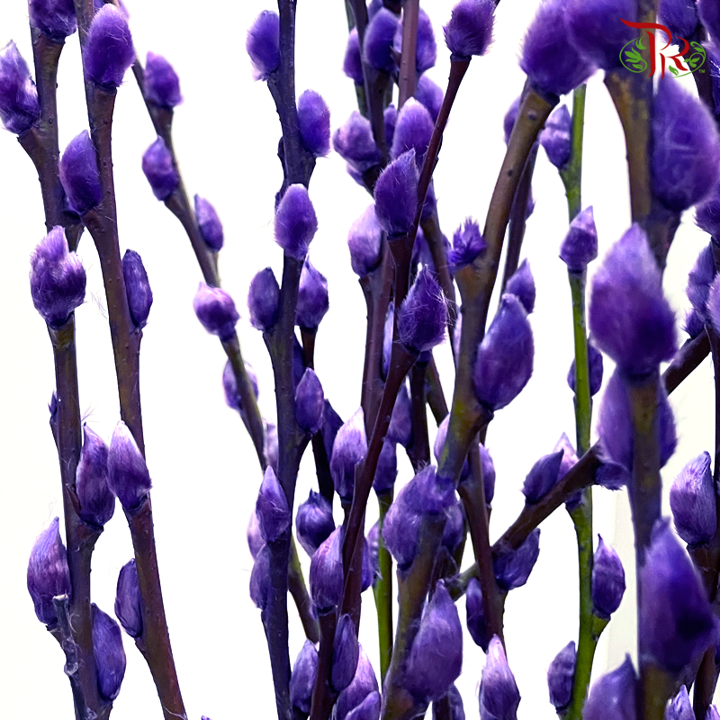 Pussy Willow Single (6FT) - Dark Purple (10 Stems)-Pudu Ria Florist-prflorist.com.my