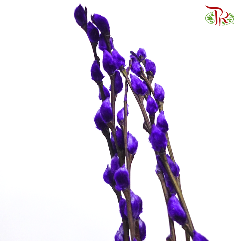 Pussy Willow Single (6FT) - Dark Purple (10 Stems)-Pudu Ria Florist-prflorist.com.my