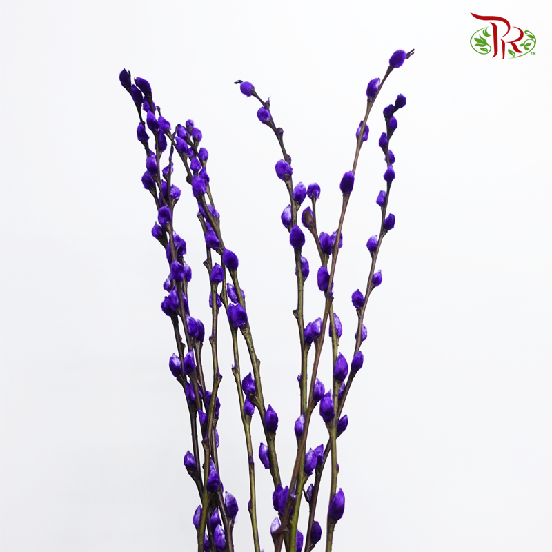 Pussy Willow Single (6FT) - Dark Purple (10 Stems)-Pudu Ria Florist-prflorist.com.my