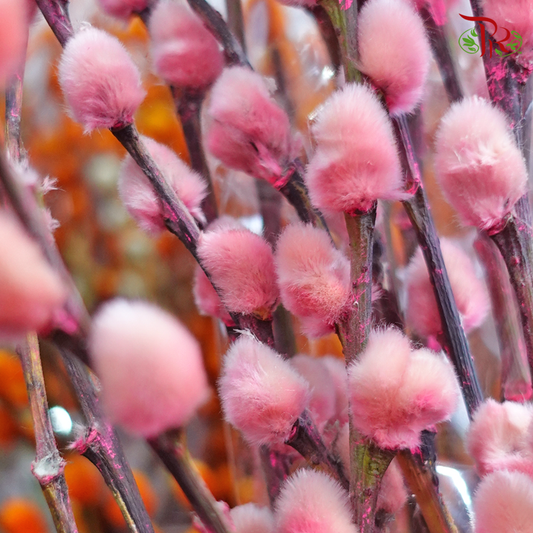 Pussy Willow Single (6FT) - Pink (10 Stems)-Pink-China-prflorist.com.my