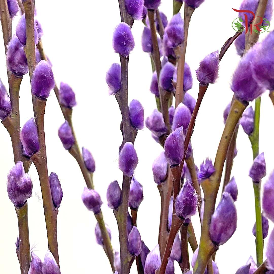 Pussy Willow Single (6FT) - Purple (10 Stems)-China-prflorist.com.my