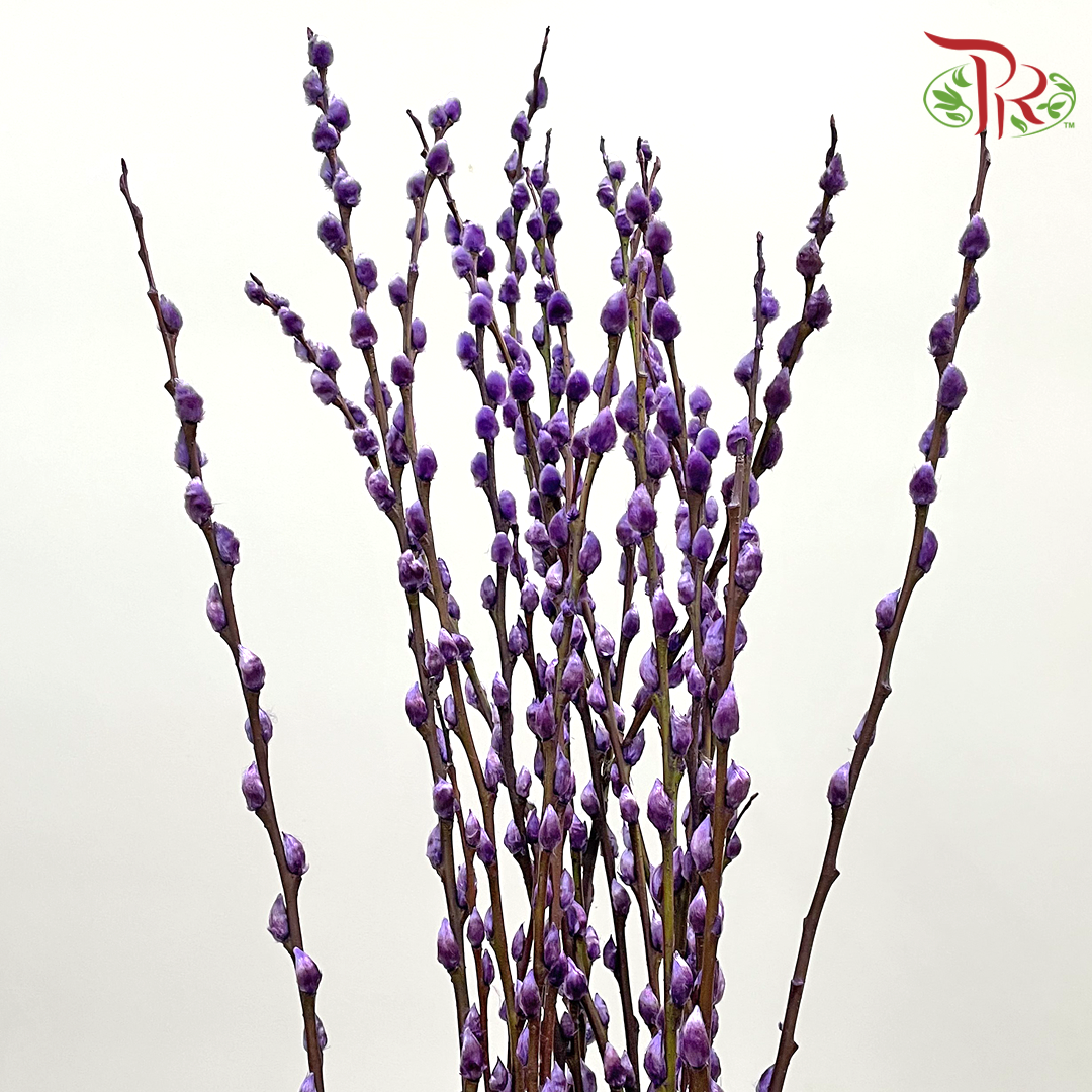 Pussy Willow Single (6FT) - Purple (10 Stems)-China-prflorist.com.my