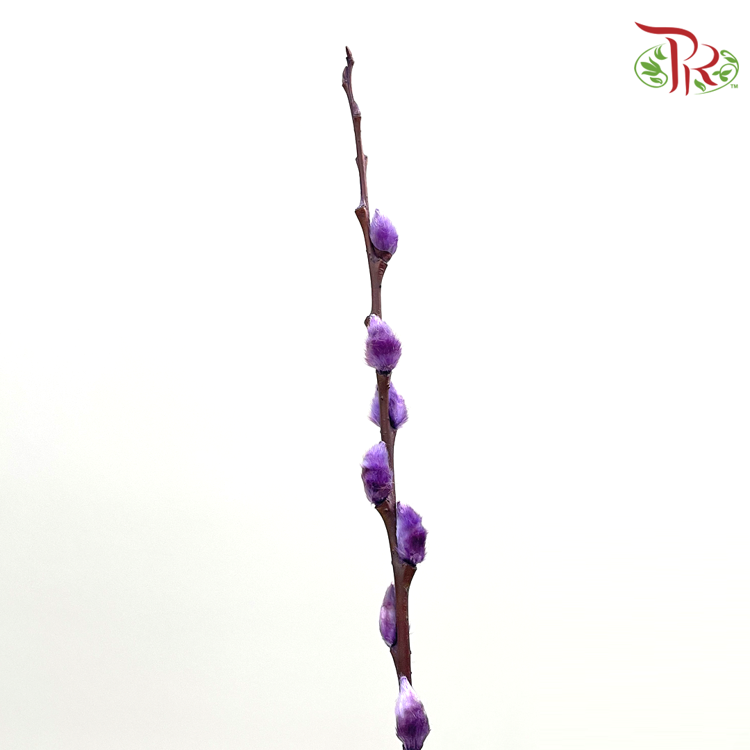 Pussy Willow Single (6FT) - Purple (10 Stems)-China-prflorist.com.my