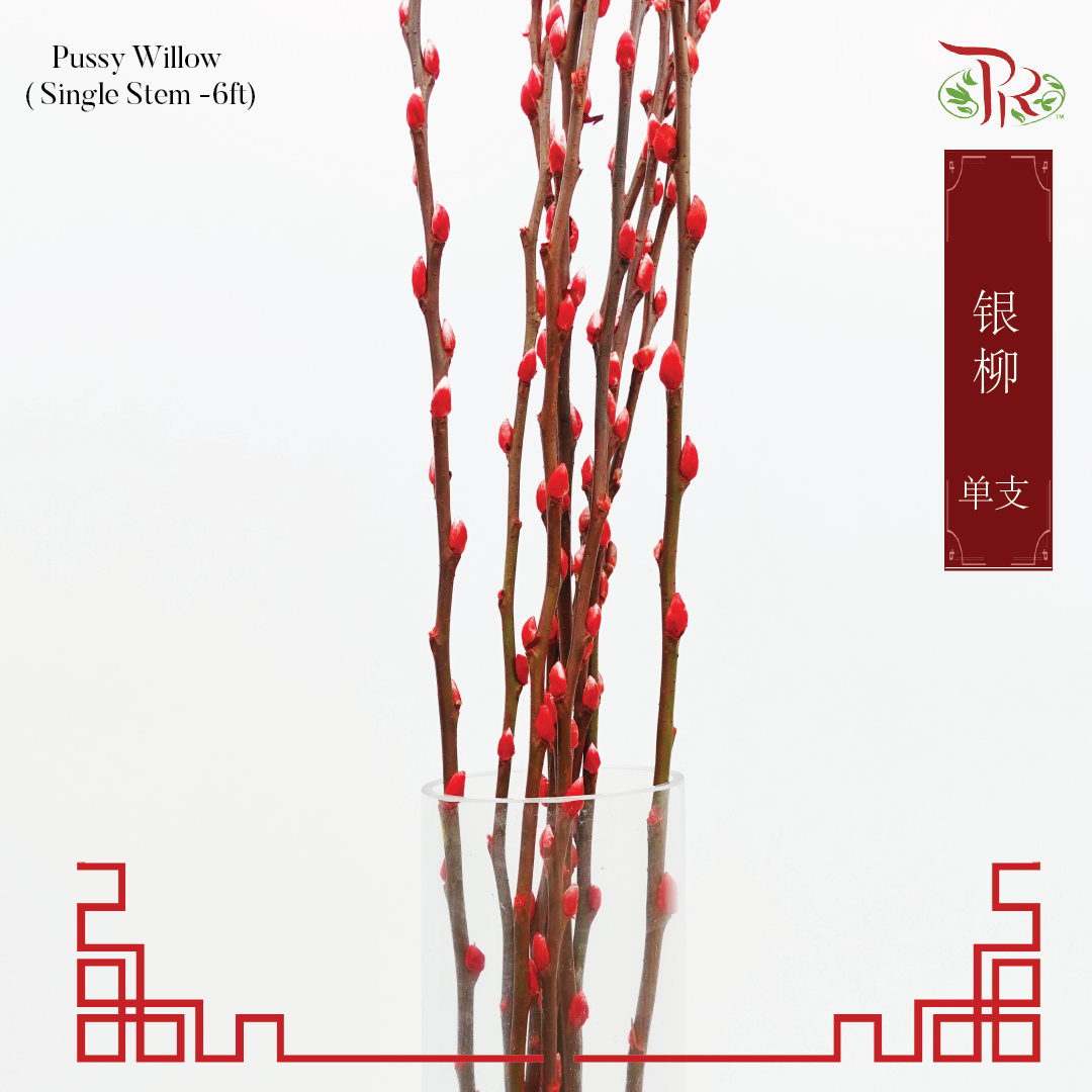 Pussy Willow Single (6FT) - Red (10 Stems)-Red-Pudu Ria Florist-prflorist.com.my