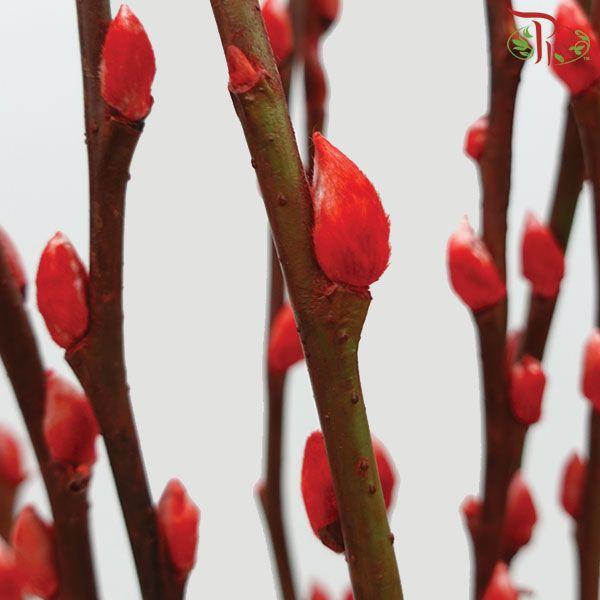 Pussy Willow Single (6FT) - Red (10 Stems)-Red-Pudu Ria Florist-prflorist.com.my