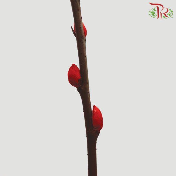 Pussy Willow Single (6FT) - Red (10 Stems)-Red-Pudu Ria Florist-prflorist.com.my