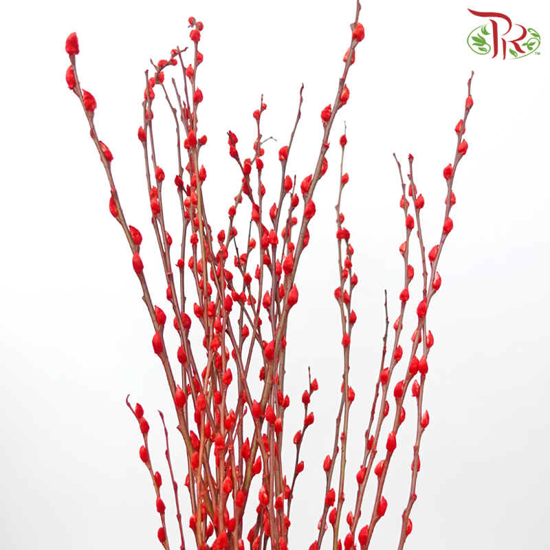 Pussy Willow Spray (5FT) - Red (12 Stems)-Red-Pudu Ria Florist-prflorist.com.my