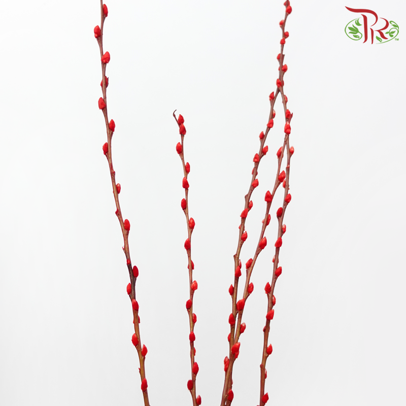 Pussy Willow Spray (5FT) - Red (12 Stems)-Red-Pudu Ria Florist-prflorist.com.my