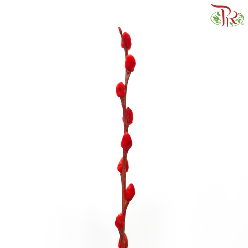 Pussy Willow Spray (5FT) - Red (12 Stems)-Red-Pudu Ria Florist-prflorist.com.my