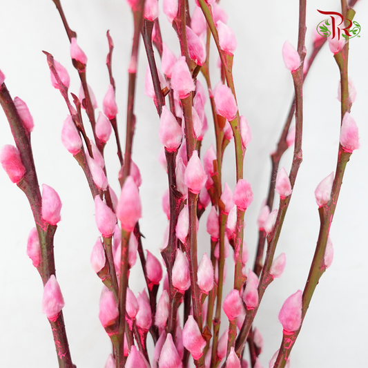 Pussy Willow Spray (6FT) - Highlight Pink (12 Stems)-Highlight Pink-Pudu Ria Florist-prflorist.com.my