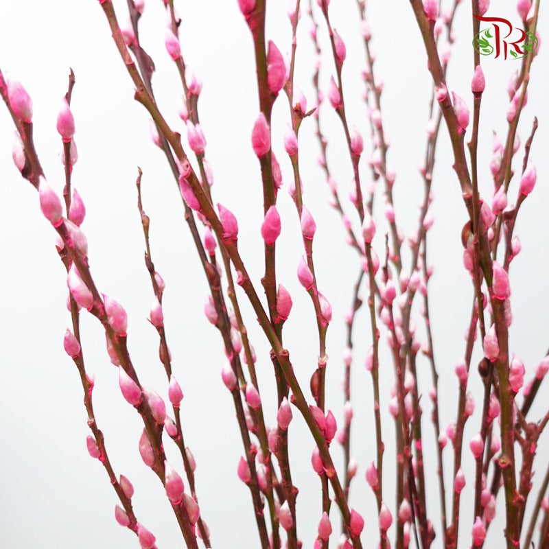 Pussy Willow Spray (6FT) - Highlight Pink (12 Stems)-Highlight Pink-Pudu Ria Florist-prflorist.com.my