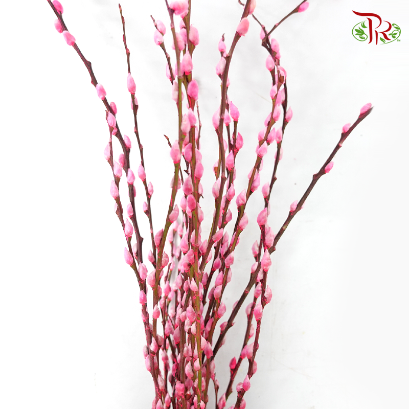 Pussy Willow Spray (6FT) - Highlight Pink (12 Stems)-Highlight Pink-Pudu Ria Florist-prflorist.com.my