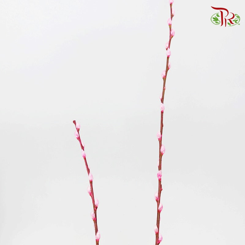 Pussy Willow Spray (6FT) - Highlight Pink (12 Stems)-Highlight Pink-Pudu Ria Florist-prflorist.com.my