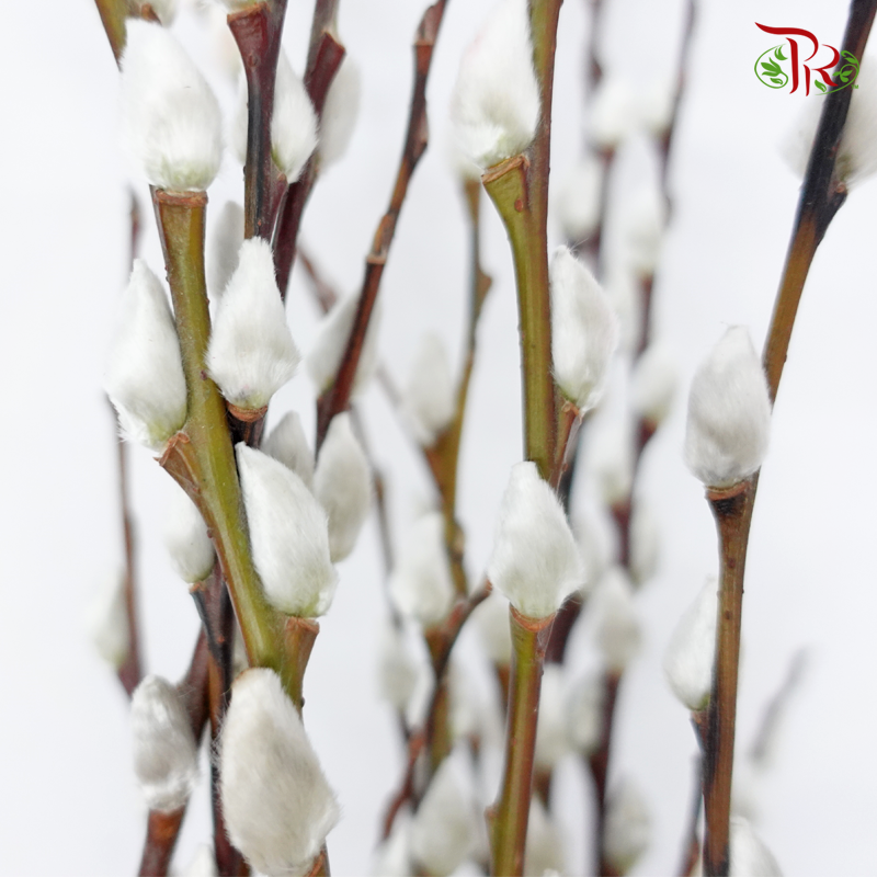 Pussy Willow Spray (6FT) - White (12 Stems)-White-Pudu Ria Florist-prflorist.com.my