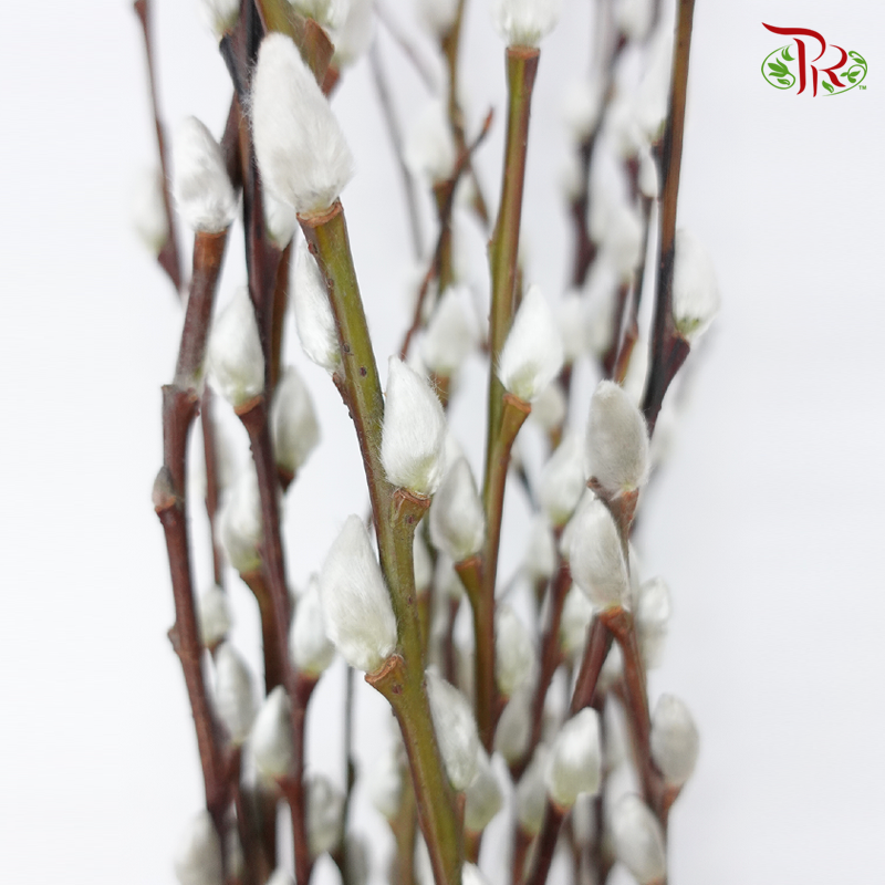 Pussy Willow Spray (6FT) - White (12 Stems)-White-Pudu Ria Florist-prflorist.com.my