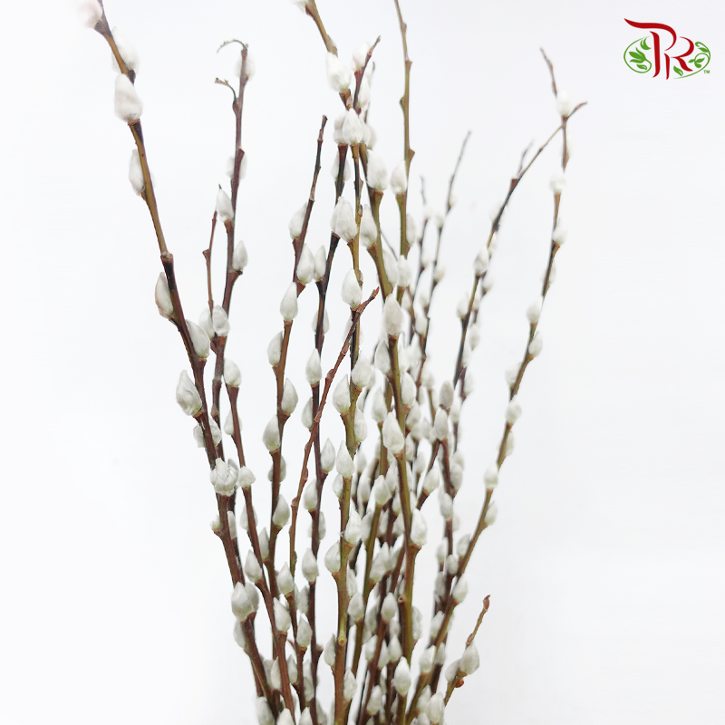 Pussy Willow Spray (6FT) - White (12 Stems)-White-Pudu Ria Florist-prflorist.com.my