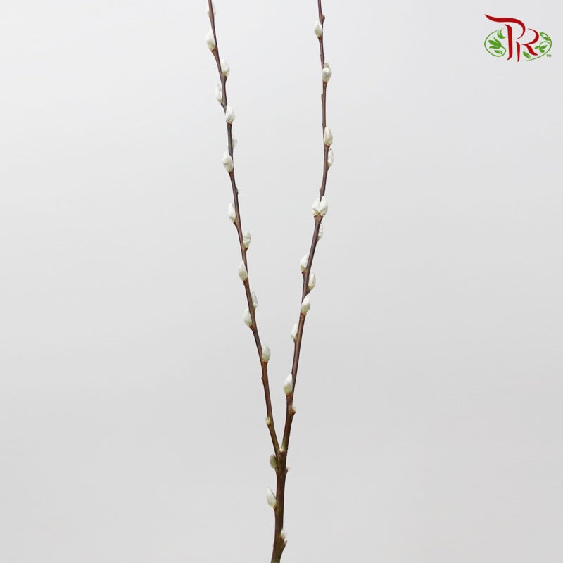 Pussy Willow Spray (6FT) - White (12 Stems)-White-Pudu Ria Florist-prflorist.com.my