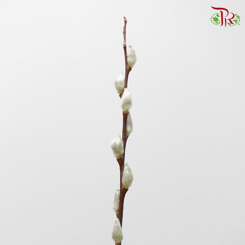 Pussy Willow Spray (6FT) - White (12 Stems)-White-Pudu Ria Florist-prflorist.com.my