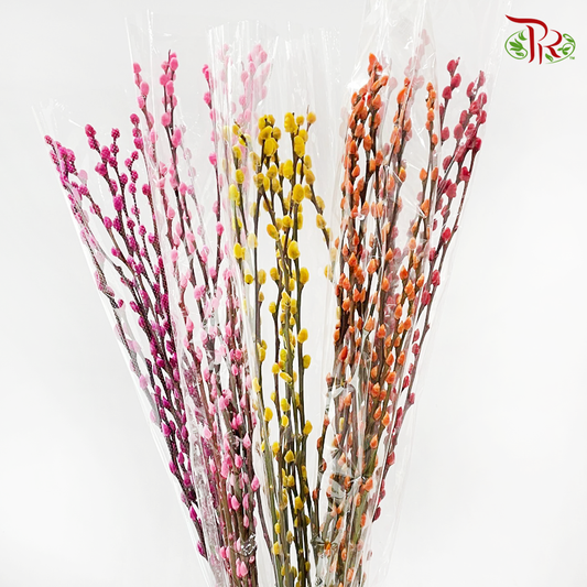 Pussy Willow Single (3FT)- (10 Stems)