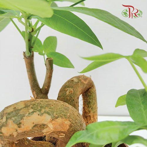 QQ Pachira 《发财树》-Pudu Ria Florist-prflorist.com.my