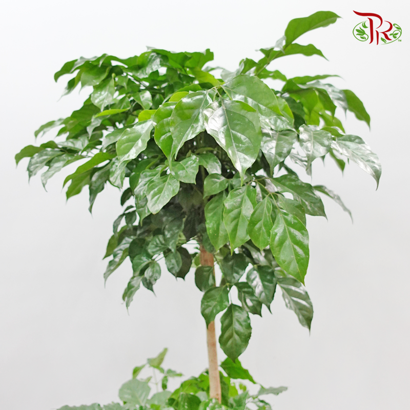 Radermachera 2 Layers《幸福树/绿宝》-Pudu Ria Florist-prflorist.com.my