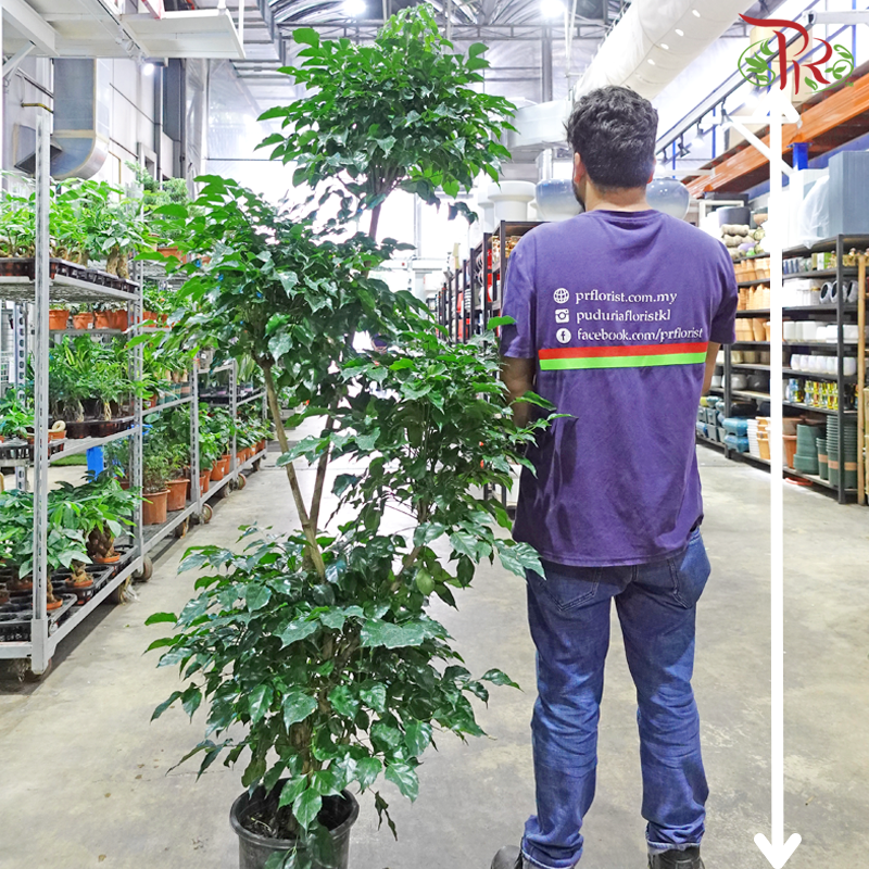 Radermachera 4 Layers《幸福树/绿宝》-Pudu Ria Florist-prflorist.com.my