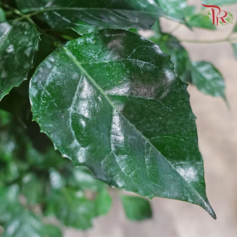 Radermachera 4 Layers《幸福树/绿宝》-Pudu Ria Florist-prflorist.com.my