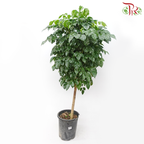 Radermachera Lollipop 4'OH《幸福树/绿宝》-Pudu Ria Florist-prflorist.com.my