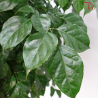 Radermachera Lollipop 4'OH《幸福树/绿宝》-Pudu Ria Florist-prflorist.com.my