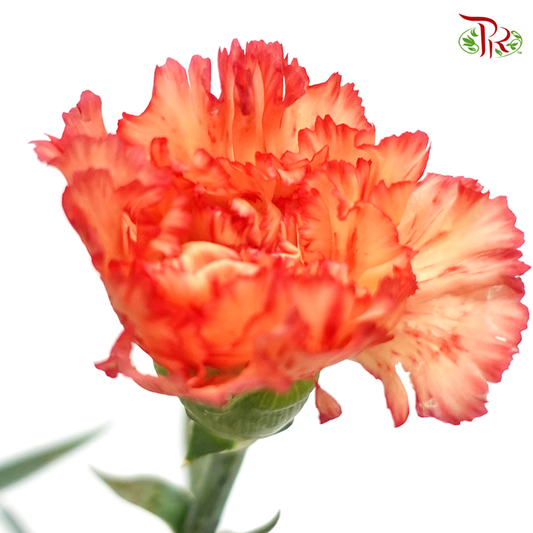 Carnation - Rainbow (Orange Tone) (18-20 Stems) - Pudu Ria Florist
