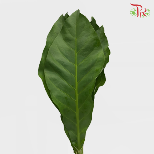 Rainforest - (M)-Malaysia-prflorist.com.my