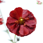 Ranunculus Butterfly - Dark Red (Per Bunch)-Dark Red-China-prflorist.com.my