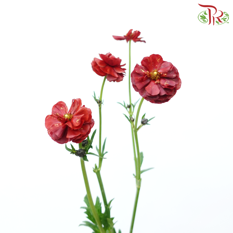 Ranunculus Butterfly - Dark Red (Per Bunch)-Dark Red-China-prflorist.com.my