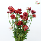 Ranunculus Butterfly - Dark Red (Per Bunch)-Dark Red-China-prflorist.com.my