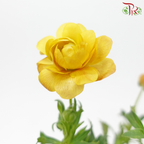 Ranunculus Butterfly - Gold Orange (5 Stems)