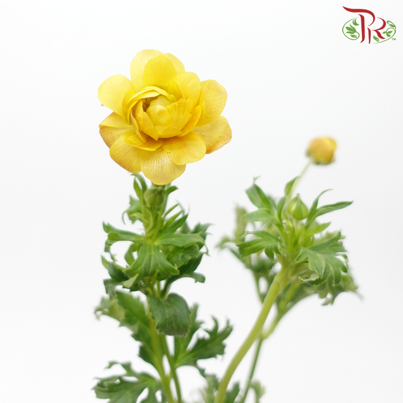 Ranunculus Butterfly - Gold Orange (5 Stems)