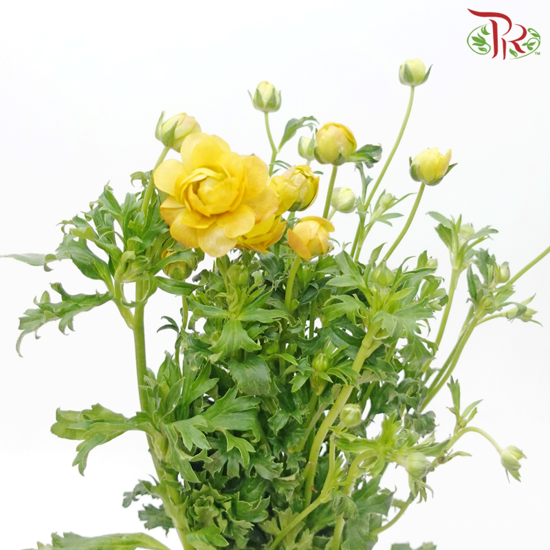 Ranunculus Butterfly - Gold Orange (5 Stems)