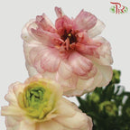 Ranunculus Butterfly - Light Pink (Per Bunch) *Fragile-Peach-Import-prflorist.com.my