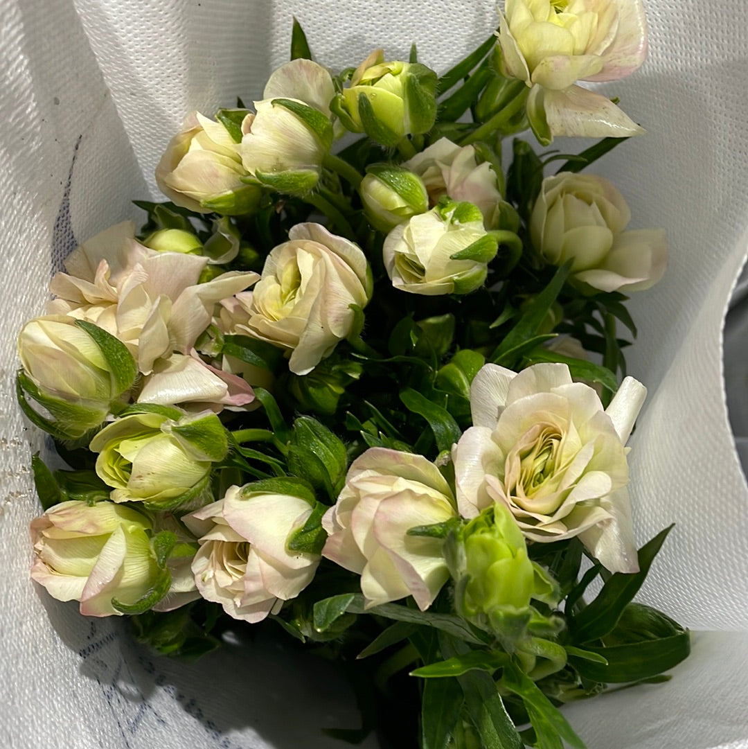 Ranunculus Butterfly - Light Pink (Per Bunch) *Fragile-Peach-Import-prflorist.com.my