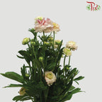 Ranunculus Butterfly - Light Pink (Per Bunch) *Fragile-Peach-Import-prflorist.com.my