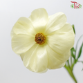 Ranunculus Butterfly - Light Yellow (9-10 Stems) *Fragile-Light Yellow-China-prflorist.com.my